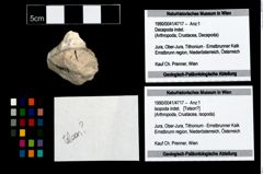 Foto (Objekt + Etikett) von Isopoda indet.  (NHMW-GEO-1990-0041-4717)